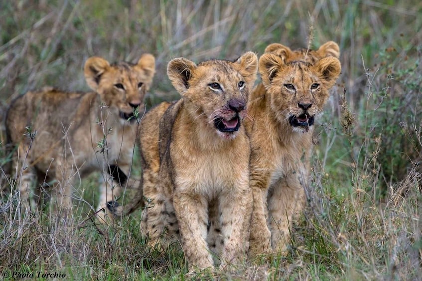 Overnight Private Safari To Masai Mara From Nairobi