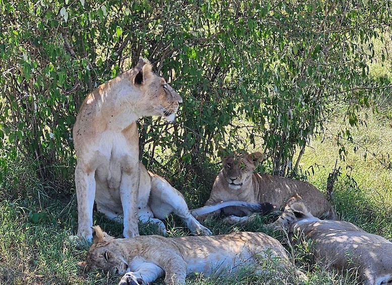 Picture 10 for Activity Overnight Private Safari To Masai Mara From Nairobi