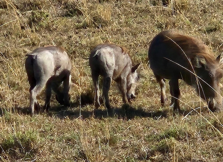 Picture 9 for Activity Overnight Private Safari To Masai Mara From Nairobi