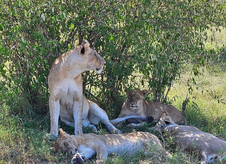 Picture 10 for Activity Overnight Private Safari To Masai Mara From Nairobi