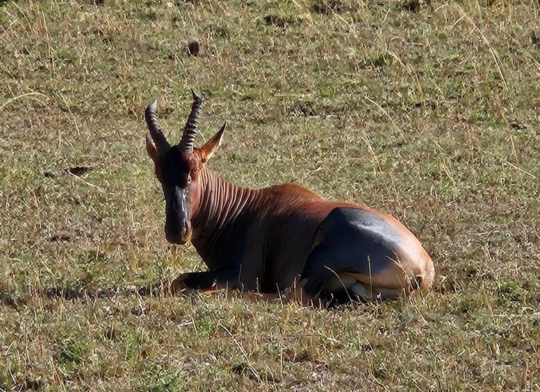 Picture 8 for Activity Overnight Private Safari To Masai Mara From Nairobi