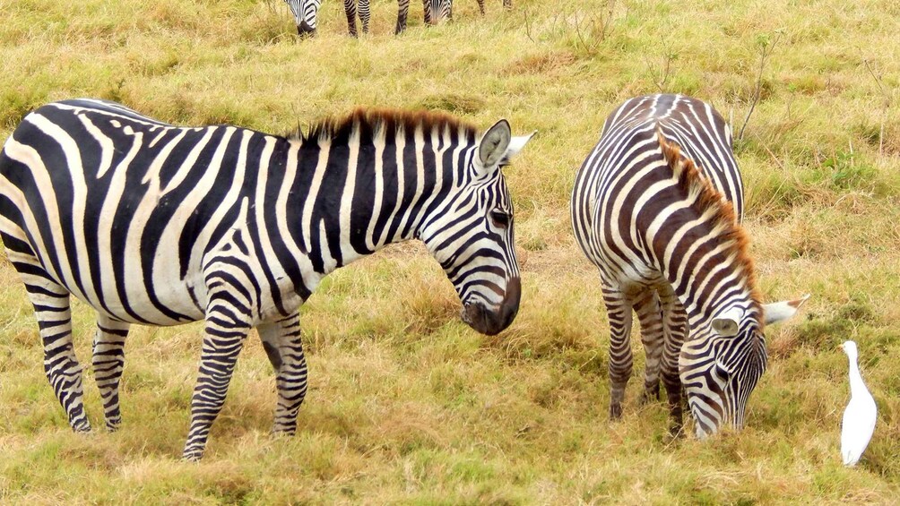 Picture 2 for Activity Overnight Private Safari To Masai Mara From Nairobi