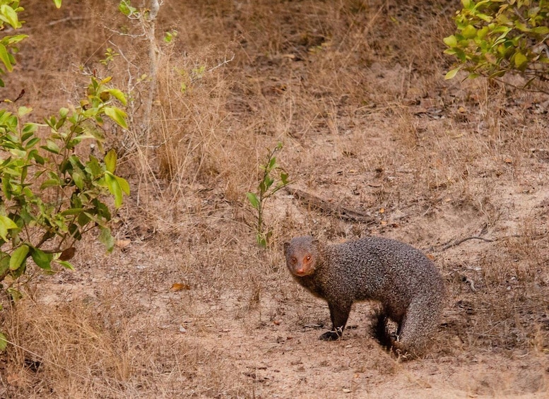 Picture 11 for Activity Private Yala National Park Wildlife safari from Hambantota