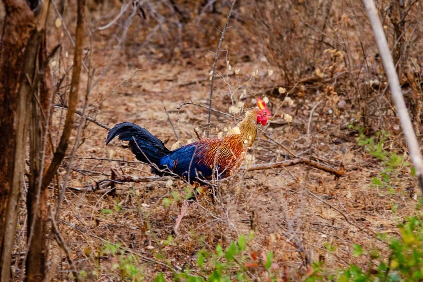 Picture 4 for Activity Private Yala National Park Wildlife safari from Hambantota