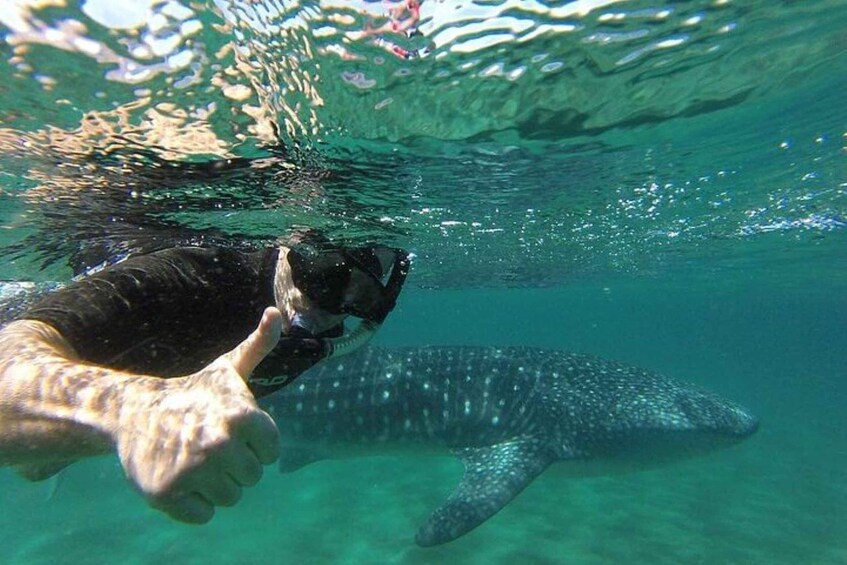 Picture 2 for Activity La Paz: Sea of Cortez Whale Shark Encounter