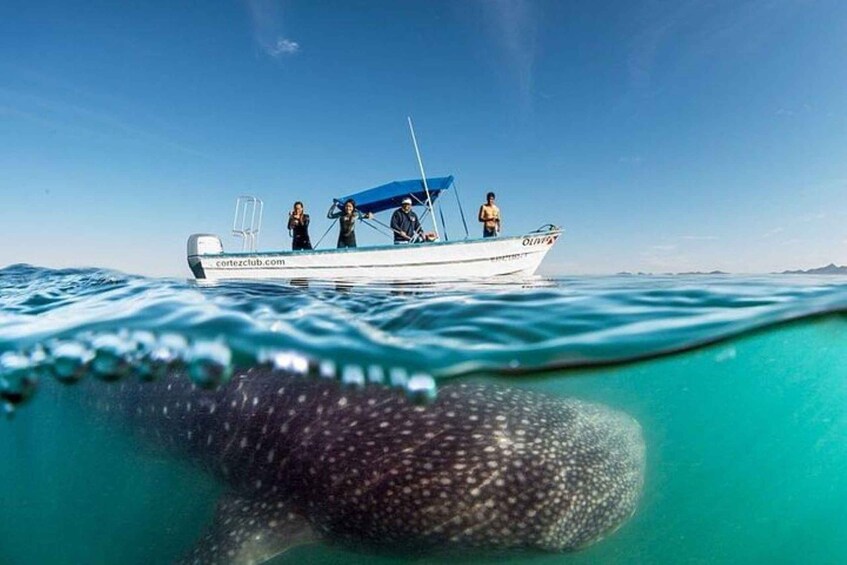 Picture 1 for Activity La Paz: Sea of Cortez Whale Shark Encounter