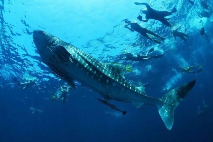 La Paz: Sea of Cortez Whale Shark Encounter