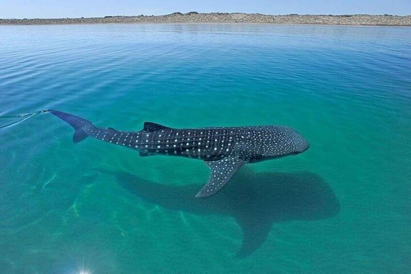 Picture 4 for Activity La Paz: Sea of Cortez Whale Shark Encounter