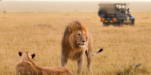 2 päivän safarikierros Maailmankuulu Masai Mara yksityinen safari.