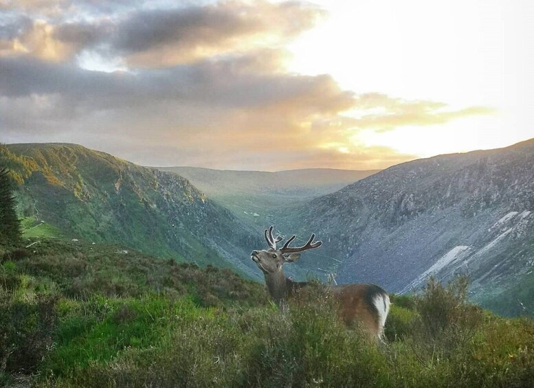 Wicklow: Glendalough Guided Night Hike and History Tour