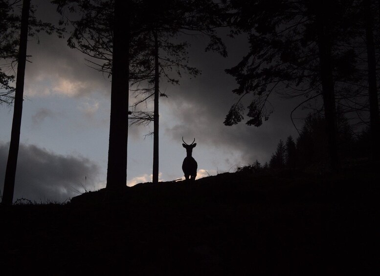 Picture 3 for Activity Wicklow: Glendalough Guided Night Hike and History Tour