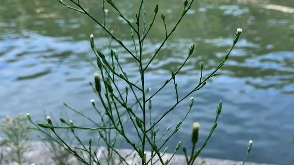 Picture 3 for Activity Rome: Urban hike along Rome's River of Kings – The Tiber