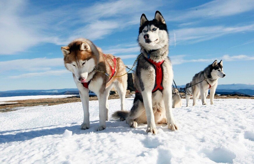 Picture 1 for Activity Rovaniemi: Family-Friendly Husky Sled Ride and Farm Visit