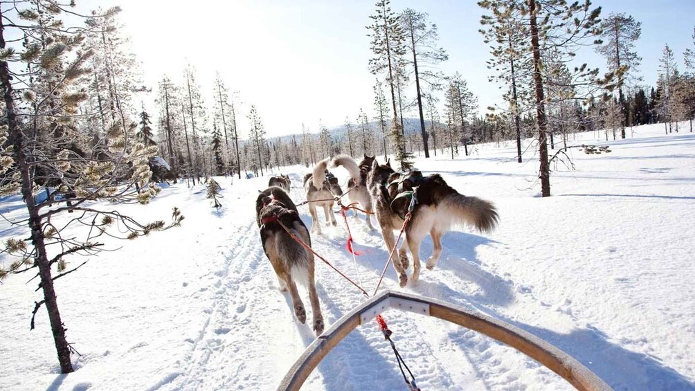 Picture 2 for Activity Rovaniemi: Family-Friendly Husky Sled Ride and Farm Visit