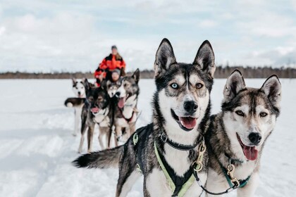 Rovaniemi: Familievenlig slædetur med husky og gårdbesøg