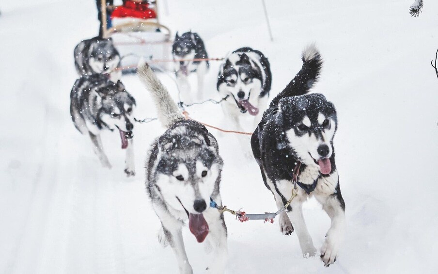 Picture 3 for Activity Rovaniemi: Family-Friendly Husky Sled Ride and Farm Visit