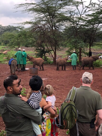 half day Giraffe centre and Elephant Sanctuary tour