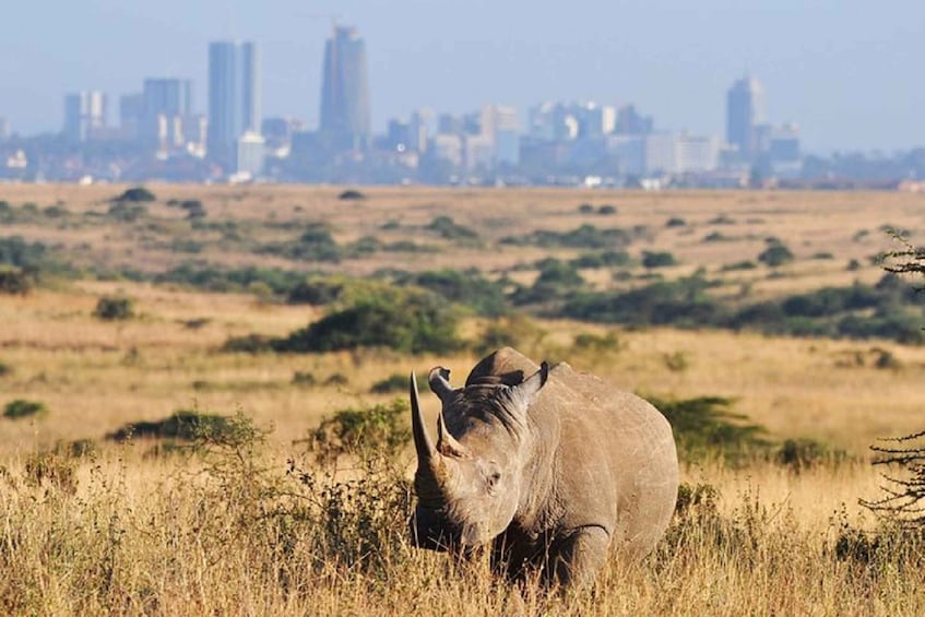 Nairobi National Park morning or afternoon game drive