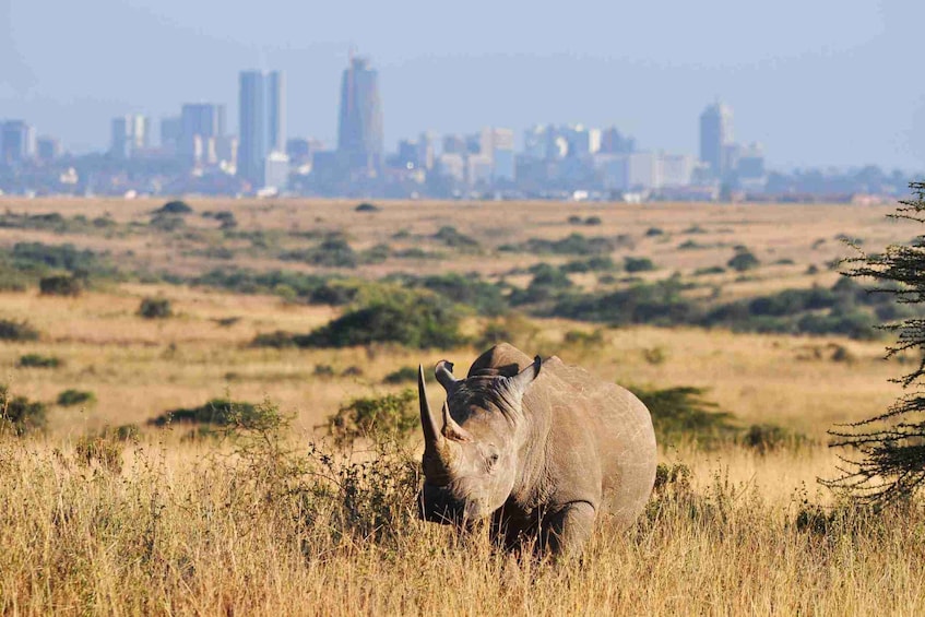 Picture 8 for Activity Nairobi National Park morning or afternoon game drive