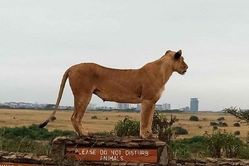 Picture 10 for Activity Nairobi National Park morning or afternoon game drive