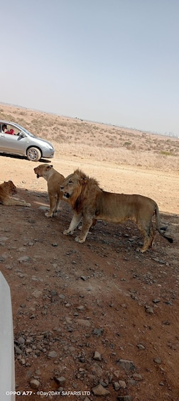 Picture 2 for Activity Nairobi National Park morning or afternoon game drive