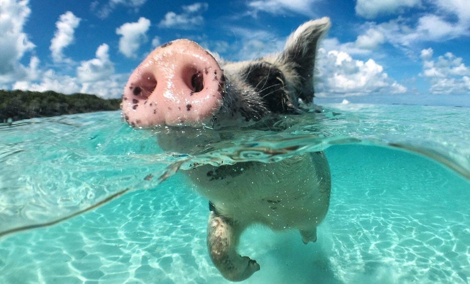 Nassau: 3 Islands Snorkel,Pigs,Turtles & Beach Club lunch