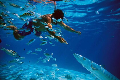 From Nassau: Snorkelling Sea Safari Half-Day Cruise