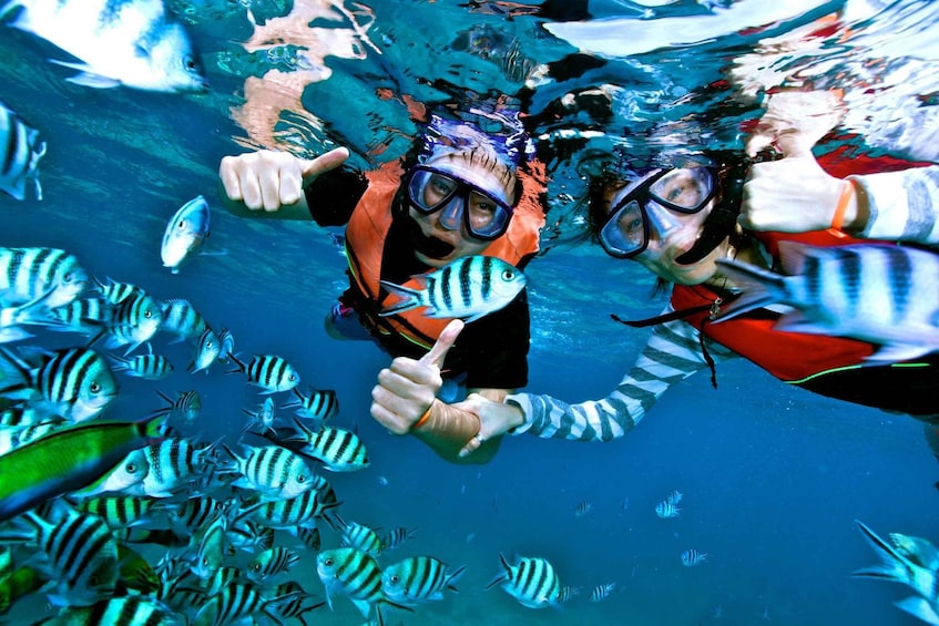 Picture 1 for Activity From Nassau: Snorkelling Sea Safari (4hrs)