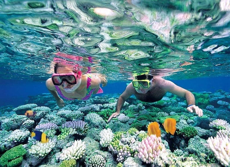 Picture 2 for Activity From Nassau: Snorkelling Sea Safari (4hrs)