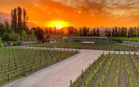 Santiago: Sunset Winery Tour with Wine Tastings and Dinner