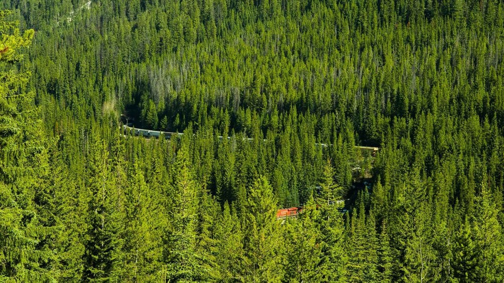 Picture 3 for Activity Banff: Lake Louise, Moraine Lake, and Emerald Lake Tour