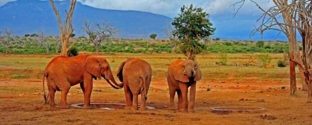 Picture 2 for Activity 3 Days Tsavo East national Park and Taita Hills Sanctuary