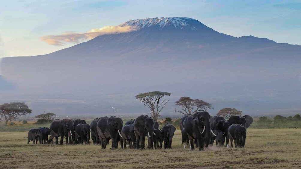 Picture 4 for Activity 5 Days Amboseli and Maasai Mara