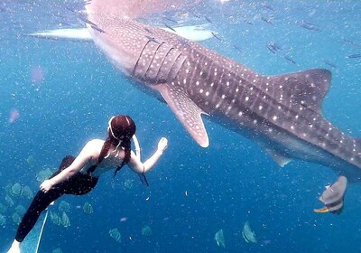 Oslob & Badian: Whaleshark Watching & Kawasan Canyoneering