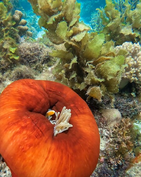 Picture 5 for Activity Dolphin tour + snorkeling at Pungume island and sandbak BBQ