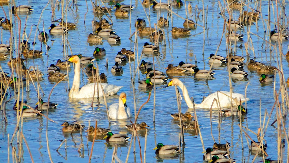 Geese and Ducks sitting in the wetlands of Junam Wetlands