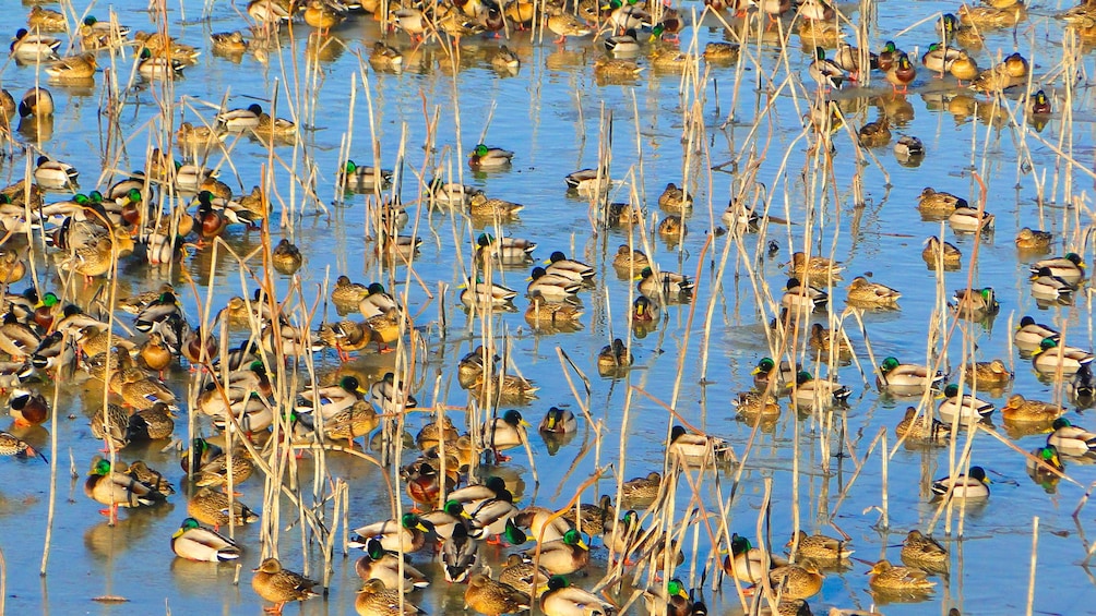 Ducks sitting in the wetlands of Junam Wetlands
