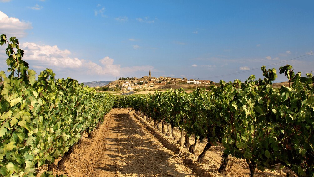 Picture 3 for Activity La Rioja Vineyards Private Tour from Bilbao (3 vineyards)