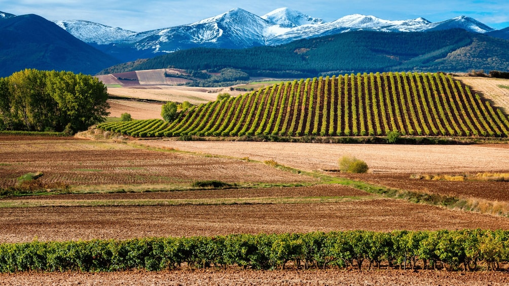 Picture 2 for Activity La Rioja Vineyards Private Tour from Bilbao (3 vineyards)