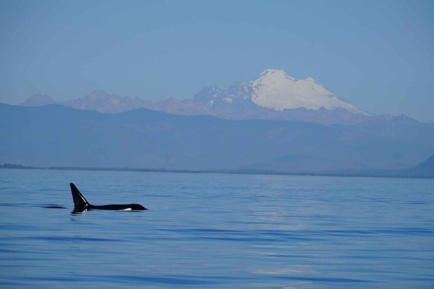 Picture 3 for Activity Anacortes: Orca Whales guaranteed boat tour near Seattle