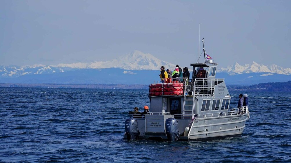 Picture 1 for Activity Anacortes: Orca Whales guaranteed boat tour near Seattle