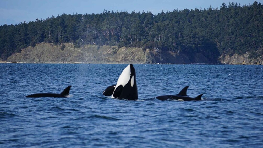 Picture 2 for Activity Anacortes: Orca Whales guaranteed boat tour near Seattle