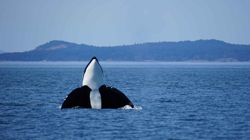 Anacortes: Orca Whales guaranteed boat tour near Seattle