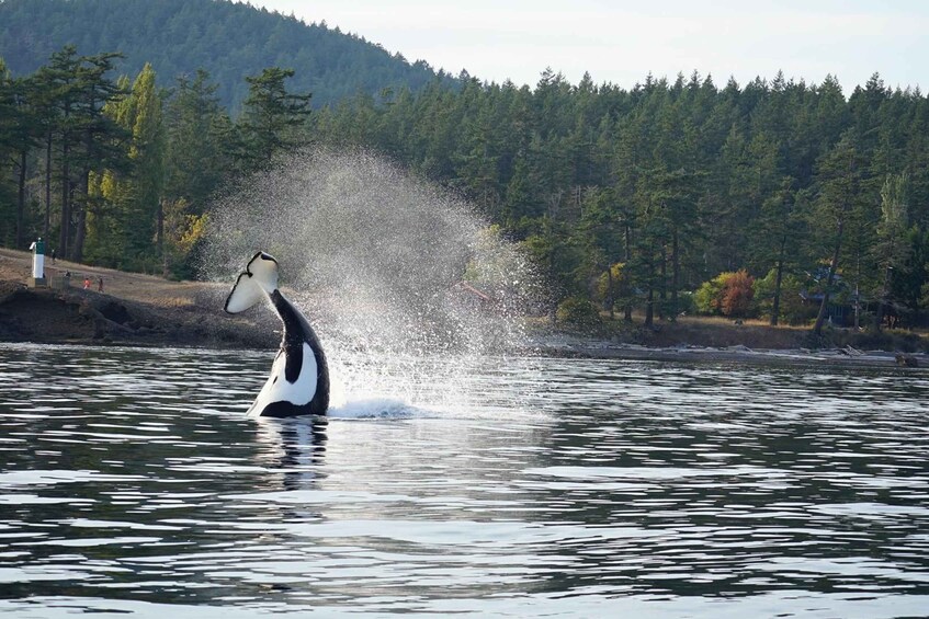 Picture 4 for Activity Anacortes: Orca Whales guaranteed boat tour near Seattle