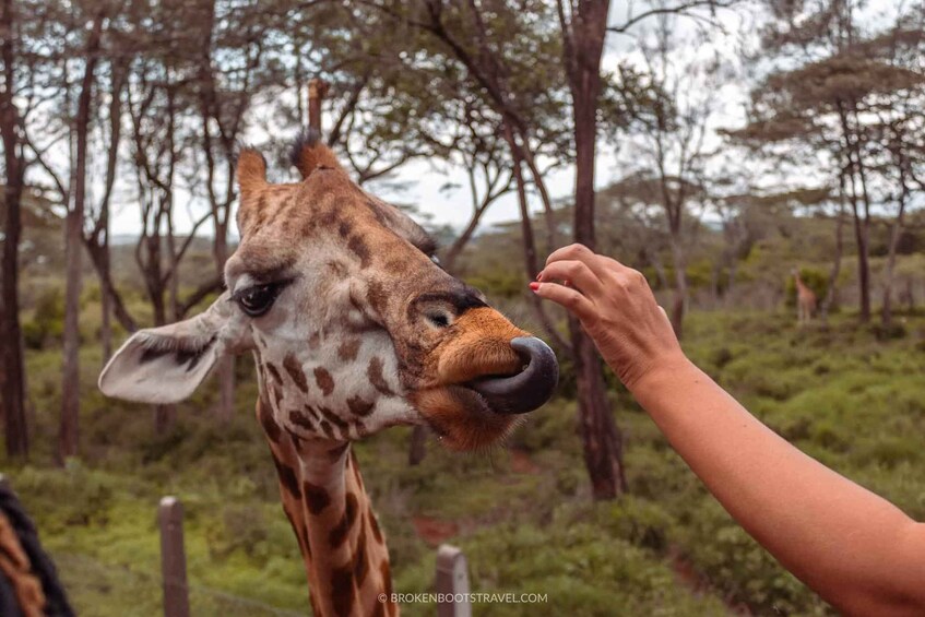 3 days Safari to Amboseli National Park