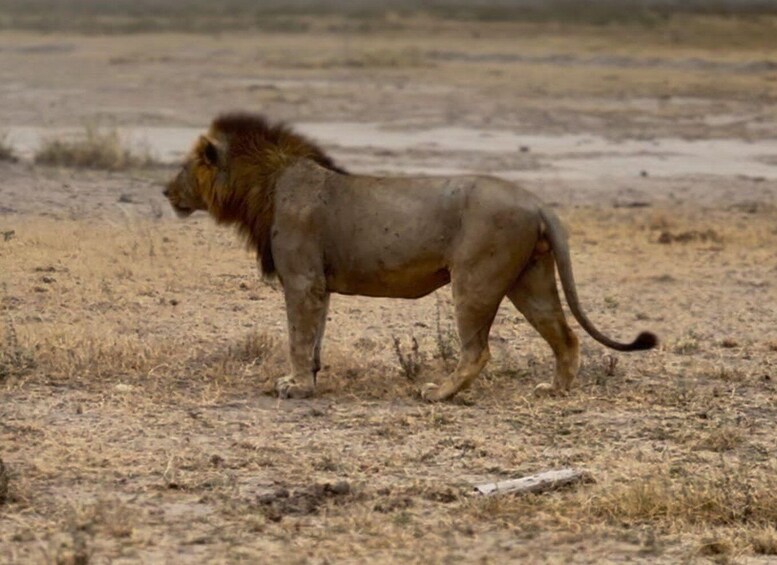 Picture 1 for Activity 3 days Safari to Amboseli National Park