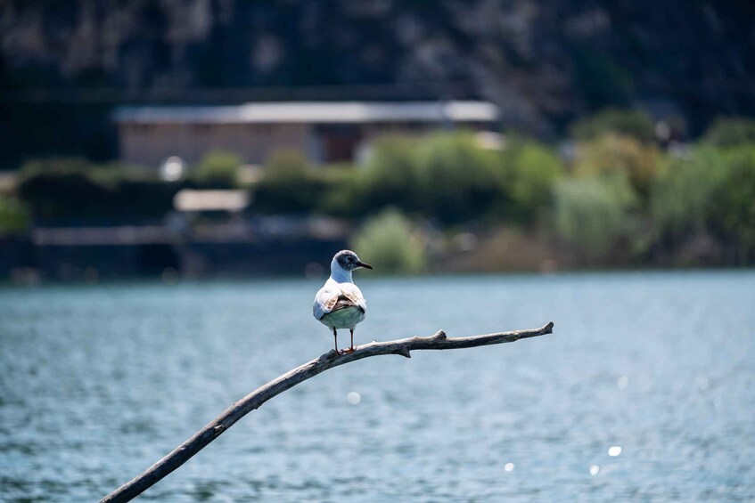 Picture 12 for Activity Virpazar: Lake Skadar Private Wildlife Cruise & Wine Tasting