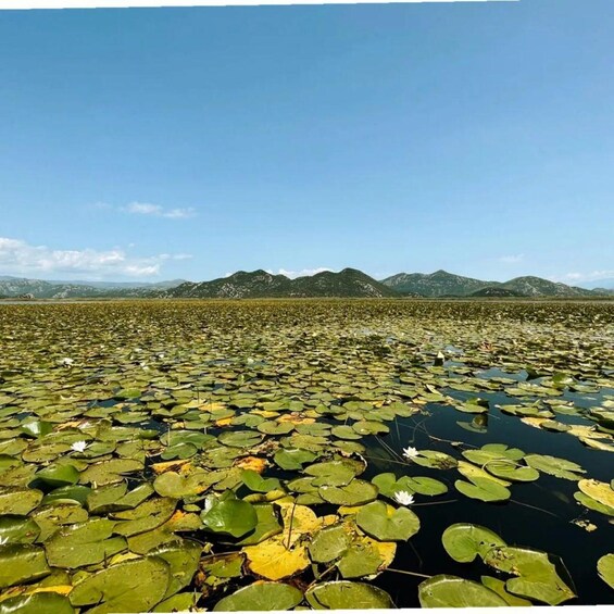 Picture 2 for Activity Virpazar: Lake Skadar Private Wildlife Cruise & Wine Tasting