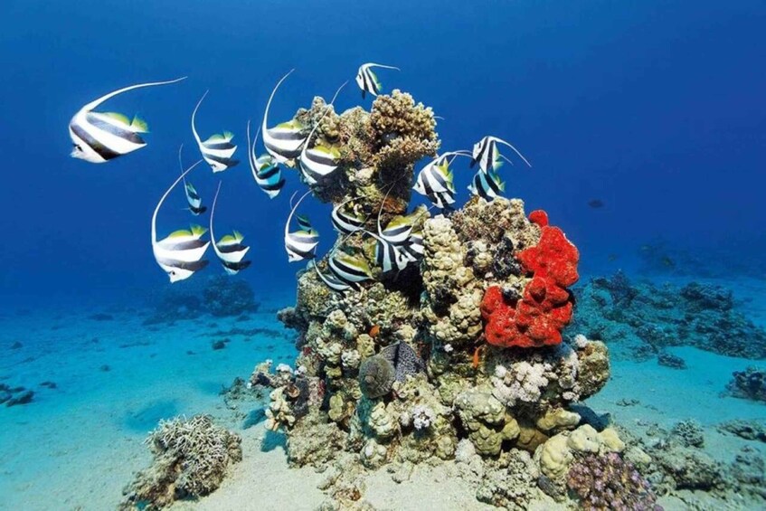 Picture 18 for Activity Sharm El Sheikh: Tiran Island Boat Trip w Private Transfers