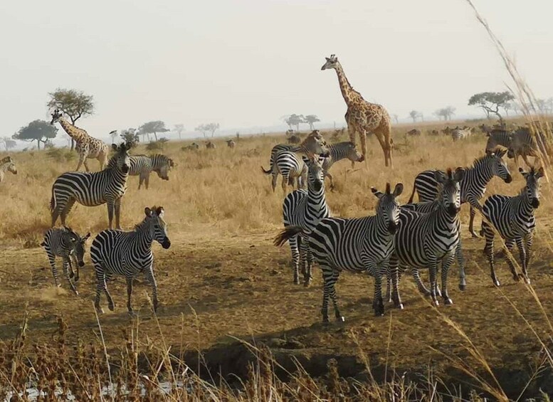 Picture 1 for Activity 3 Day 2 Night Nyerere National Park Safari